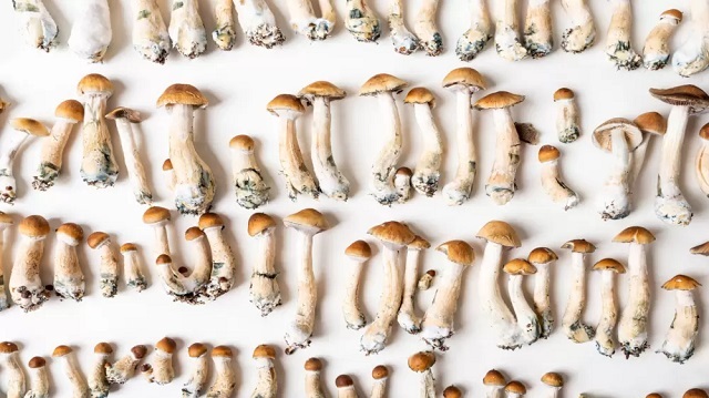 Quels sont les bienfaits des truffes et champignons magiques ?