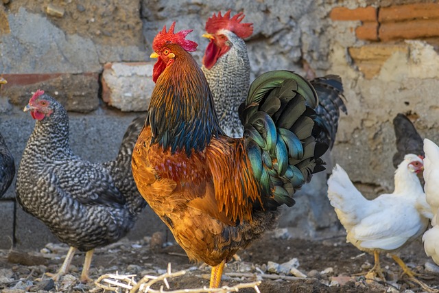 Quelles friandises proposer à vos poules au printemps ?