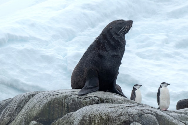 Les animaux aquatiques