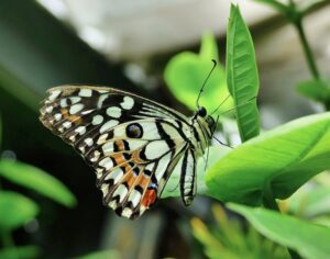 Les insectes dans votre jardin