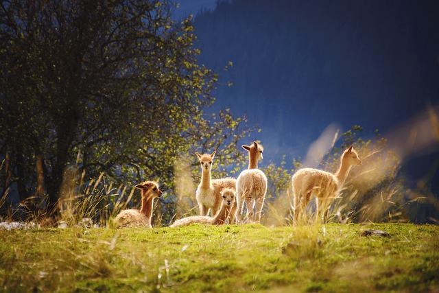 Animaux de la forêt