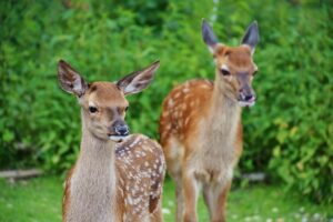 Les animaux exotiques