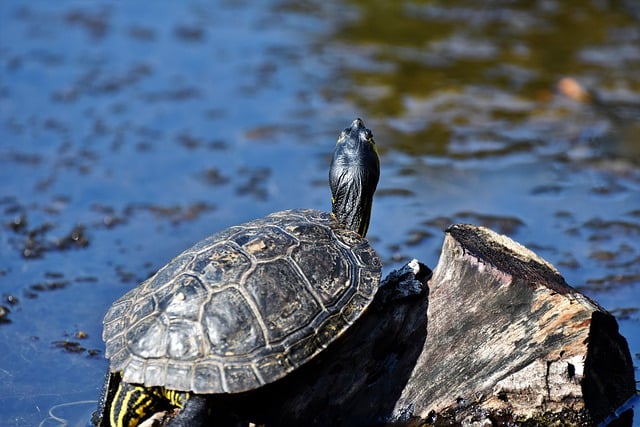 Des tortues de terre