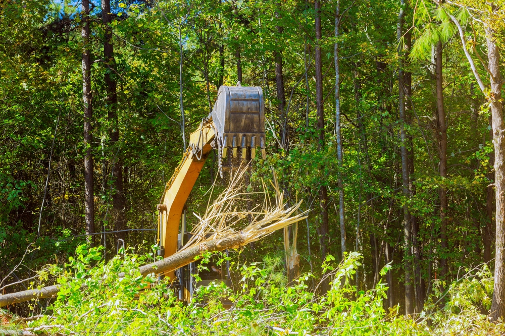 Exploitation forestière : les engins indispensables