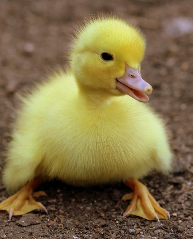 Élevage de canards : conseils et astuces pour bien démarrer