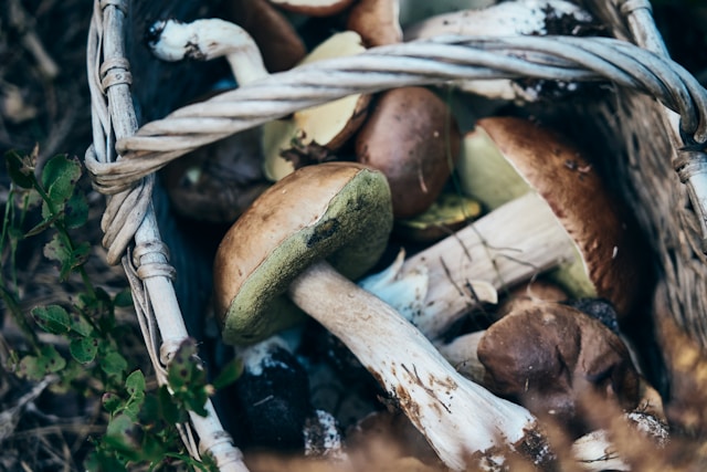 Mushngo : découvrez les pouvoirs surprenants des champignons adaptogènes
