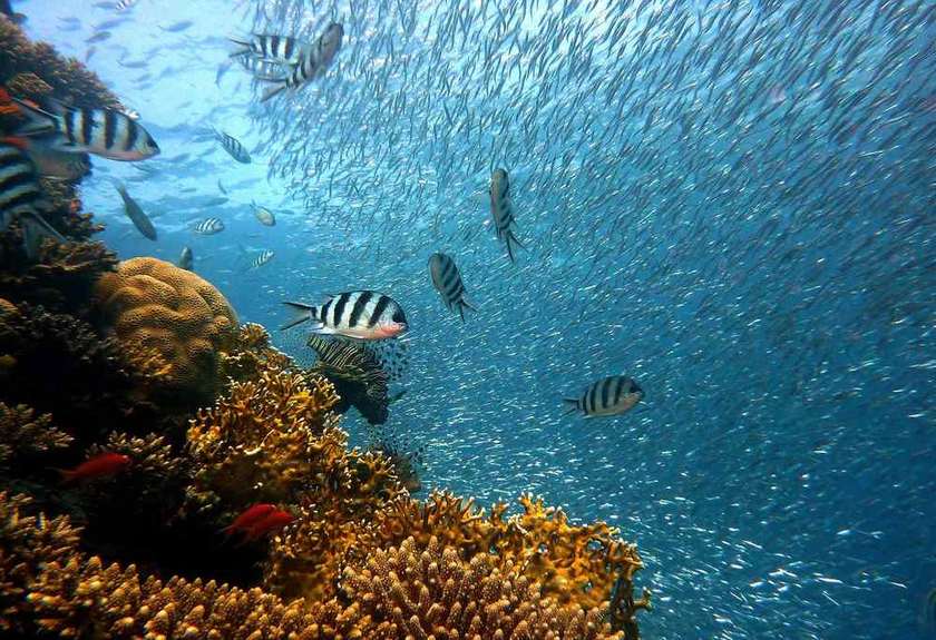 Poissons zèbres et coraux dans un aquarium, vue sous-marine